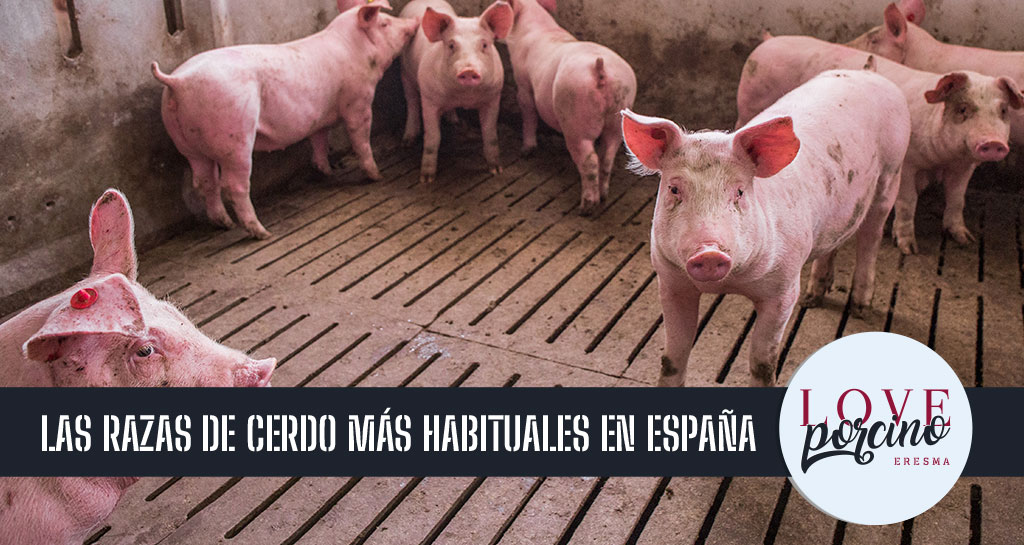 Razas de cerdos en España más habituales